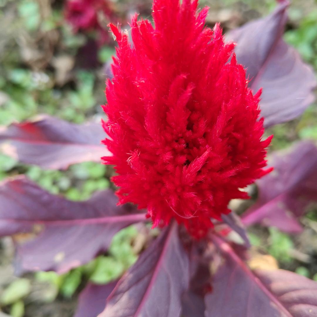 蝶恋花🍇🍇🌹🌹🧚‍♂