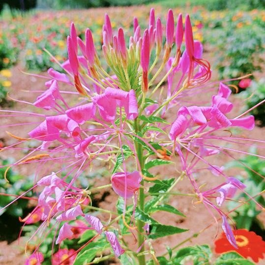 花儿爱生活