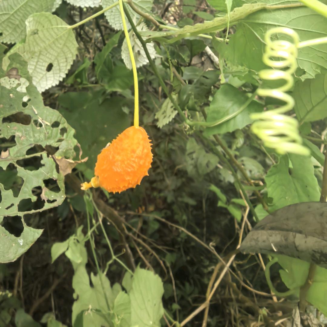 小屋
