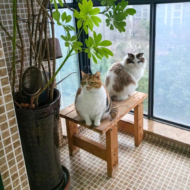 布偶与三花