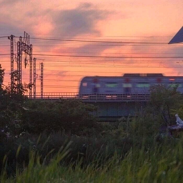 猫不爱吃鱼