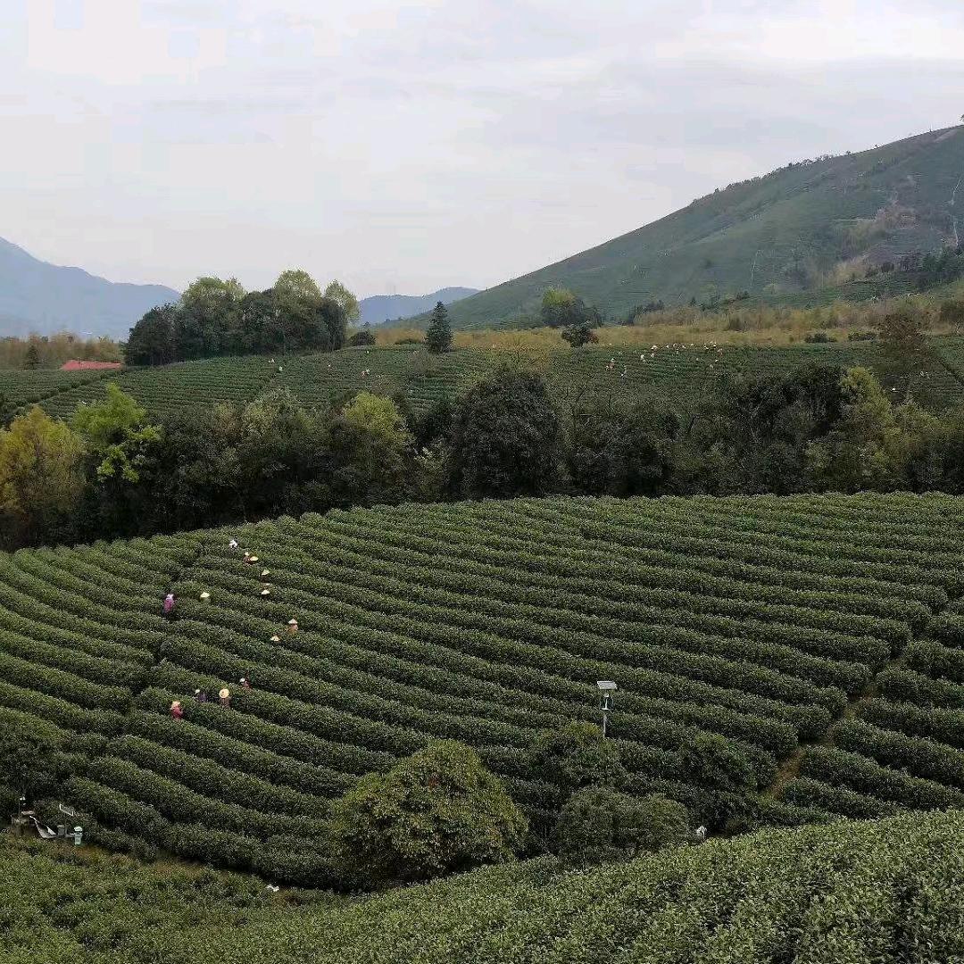 李港祥华茗茶