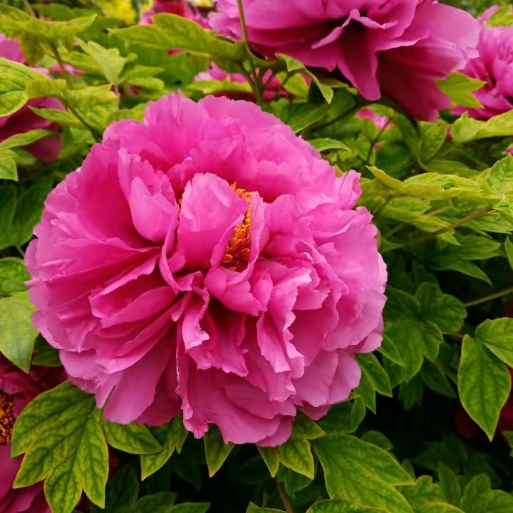 温馨🌹