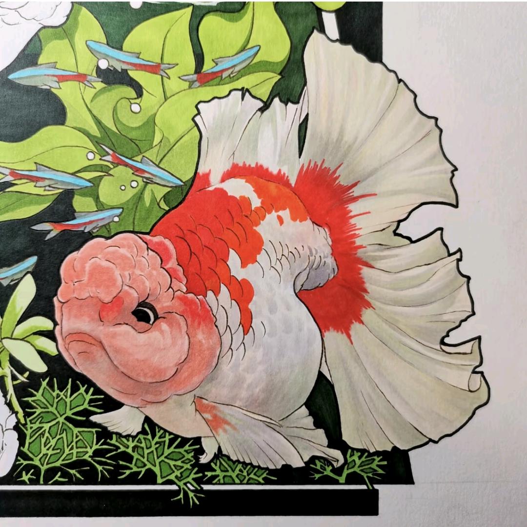 甲午金鱼销售号