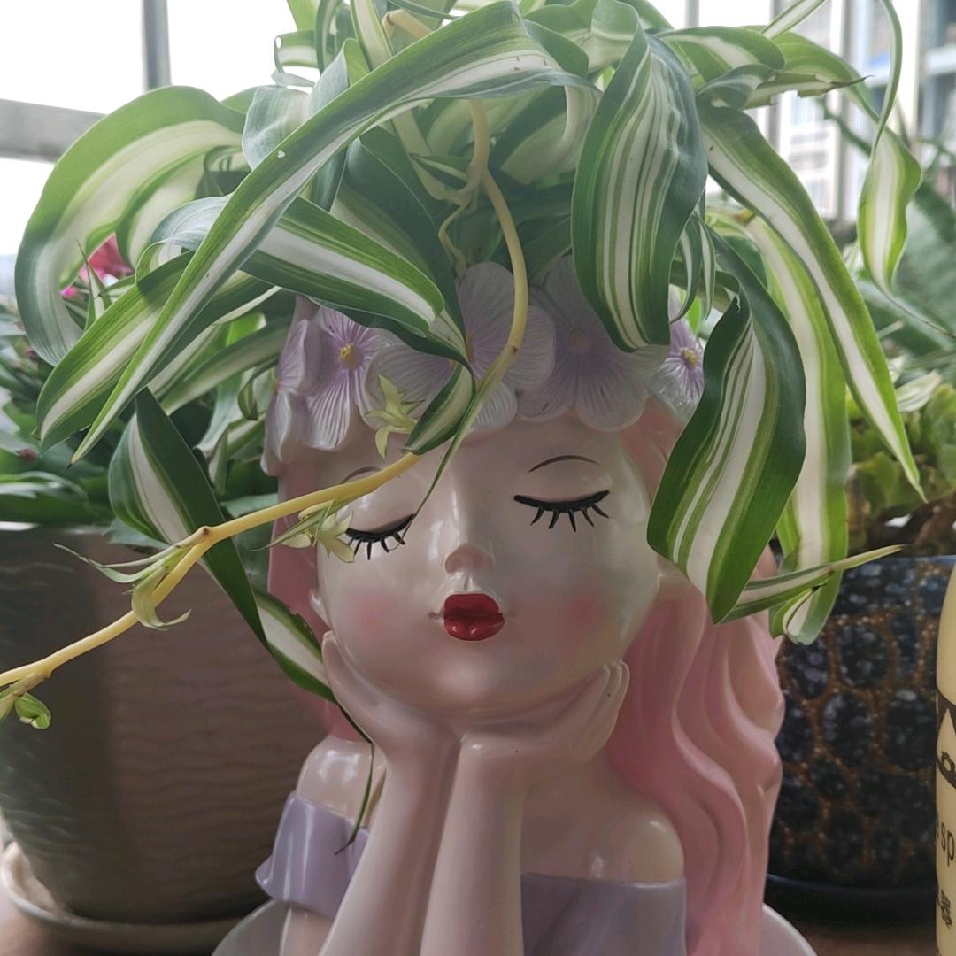 🌿叶🌱子