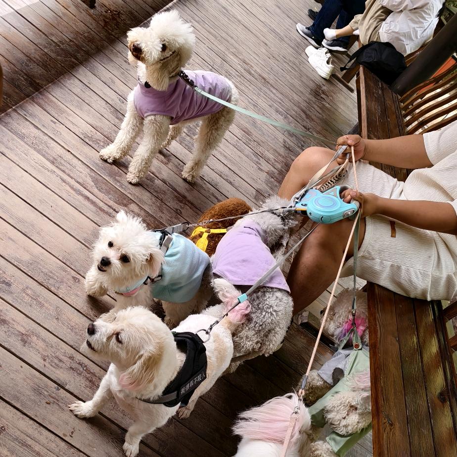 爱旅游的小汪汪