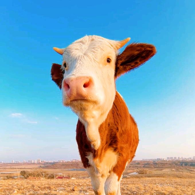 牛马日记（内蒙古）