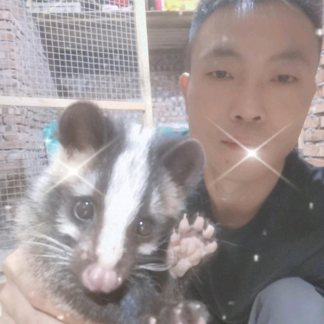 湖北黄石果子狸养殖（舒建）