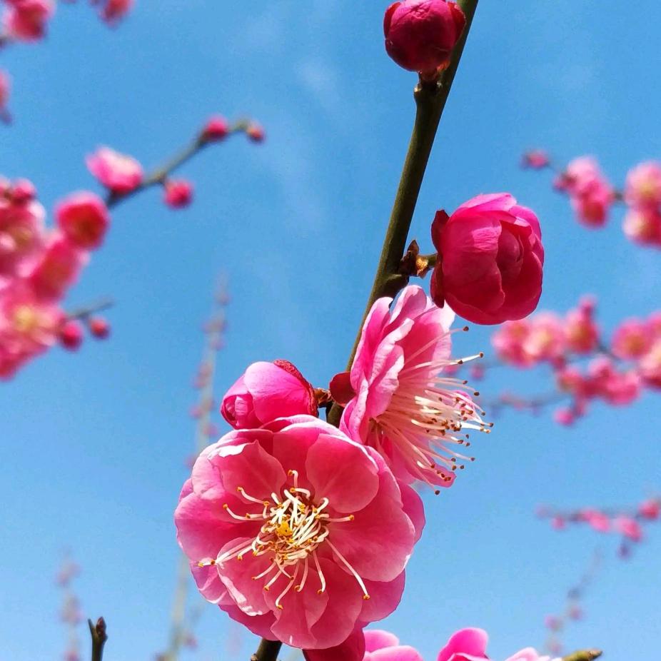 踏雪寻梅沉昼