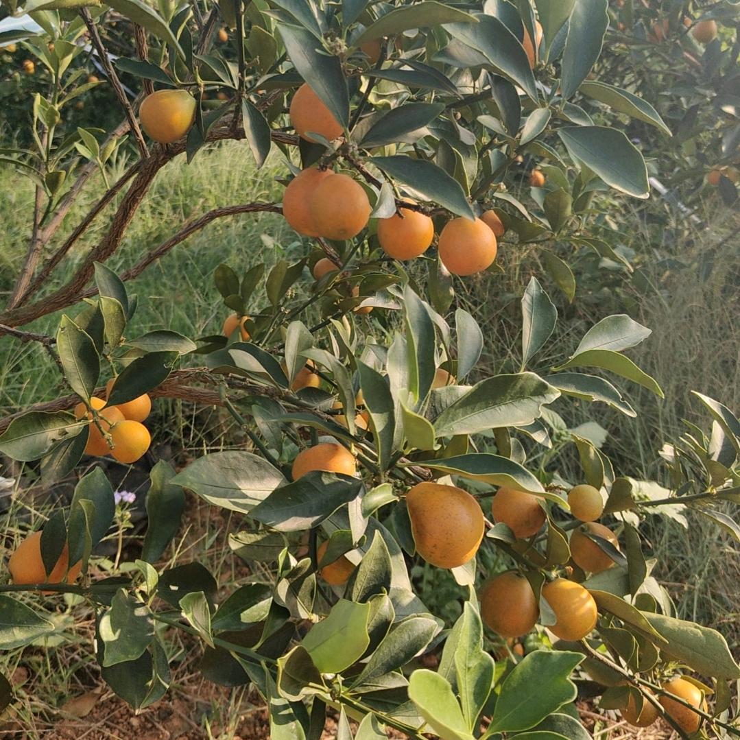 兴盛农业种植农场