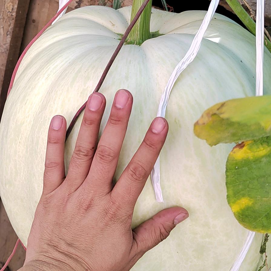 🍎🍎🍎🆔🆔🆔