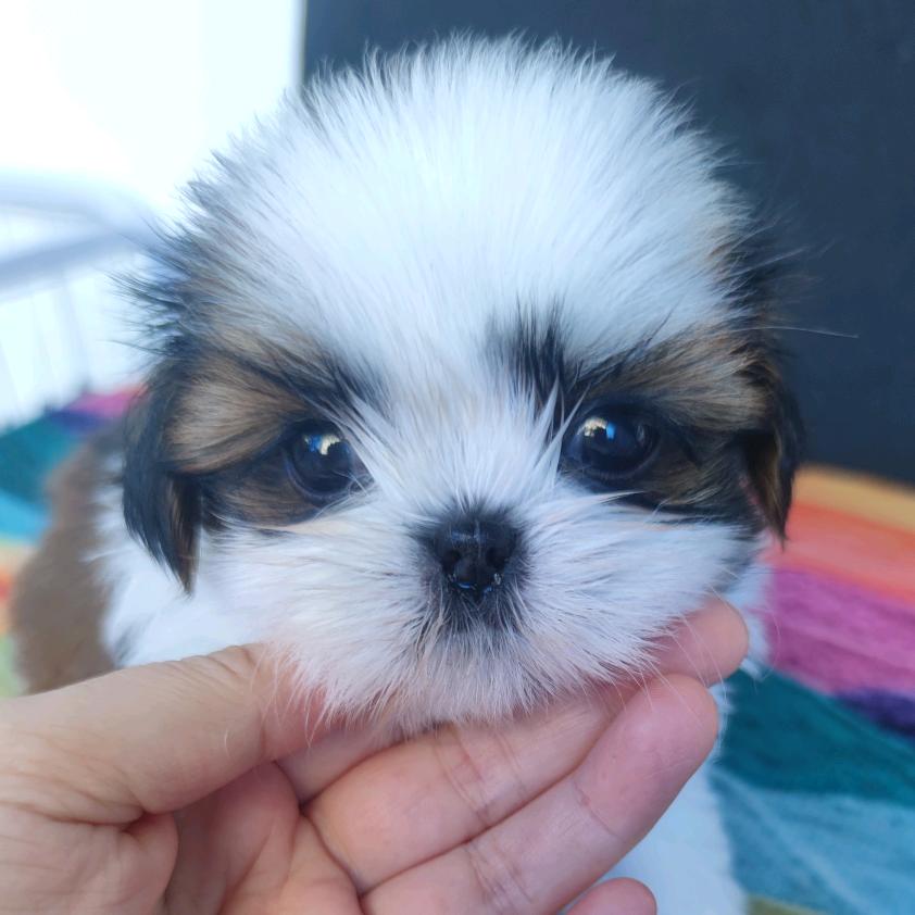 福叠@西施犬、马尔济斯