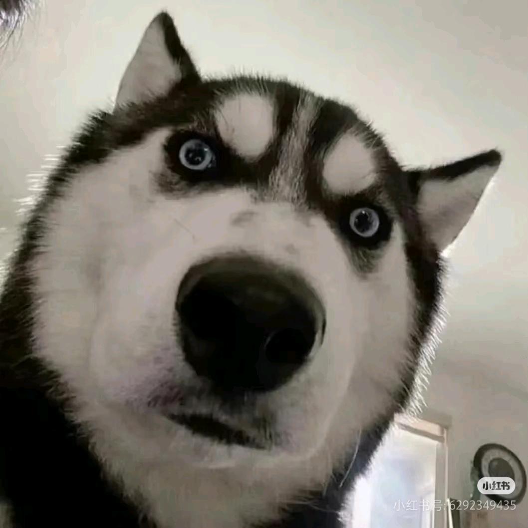 善战的狼