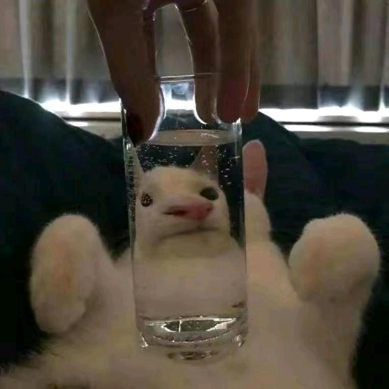 Fiy.老鲨鱼DY