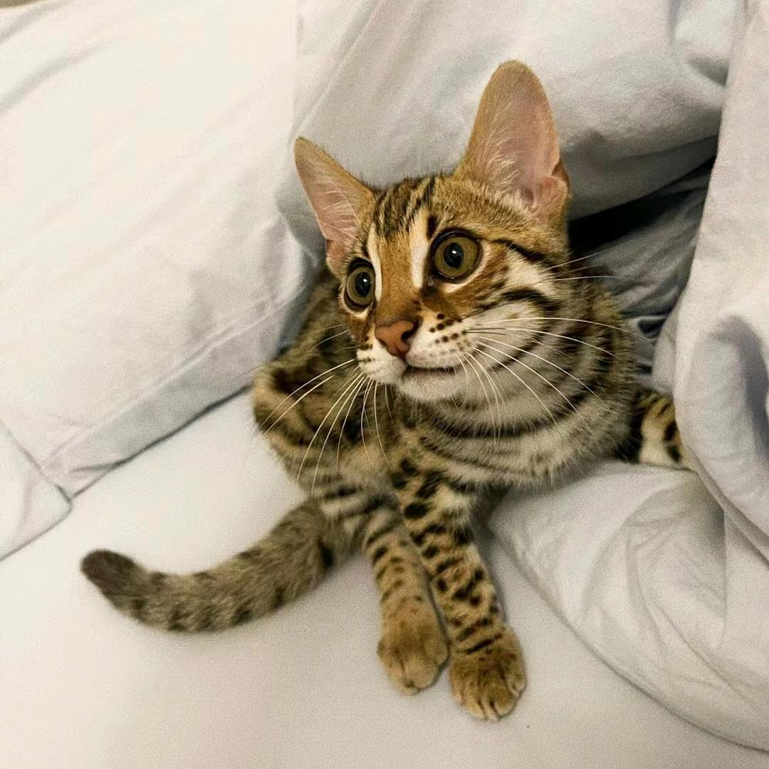 喵恩加尔（张起灵的十年人间版）