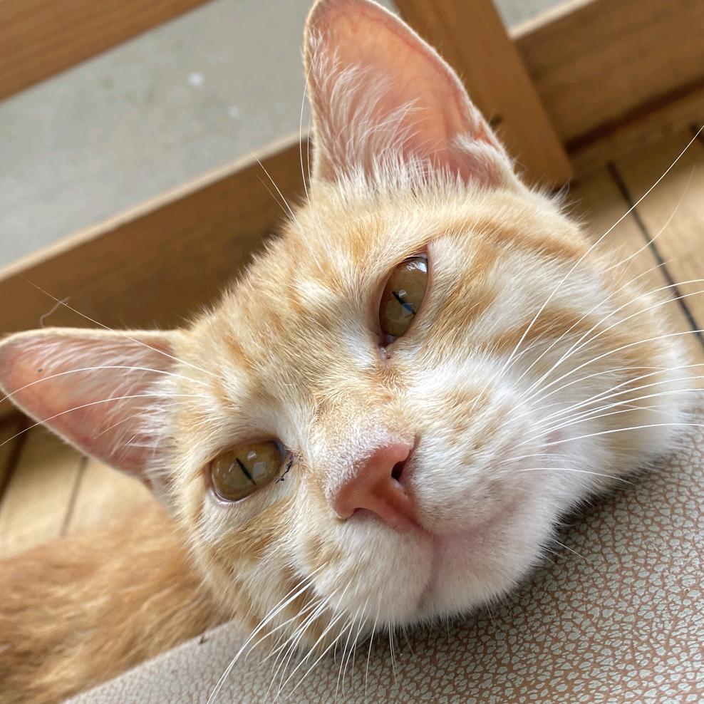🐈