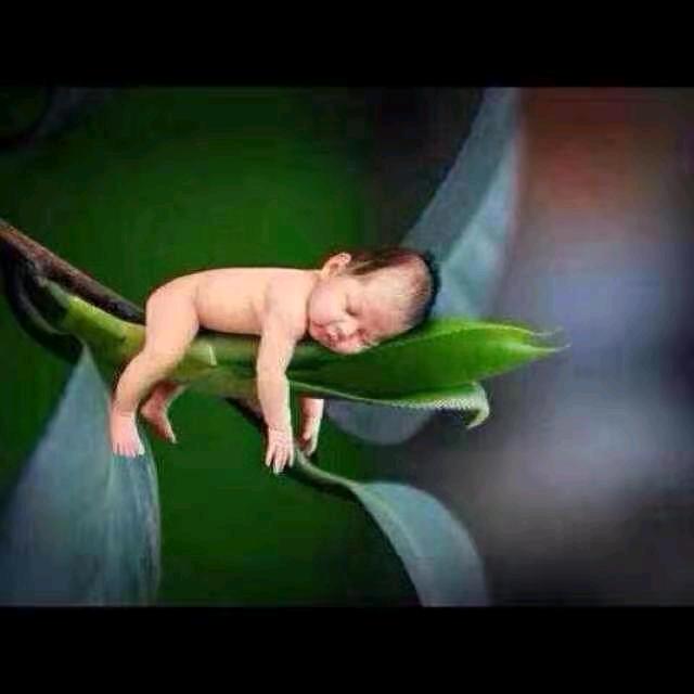 白蛇之恋-野生龙井