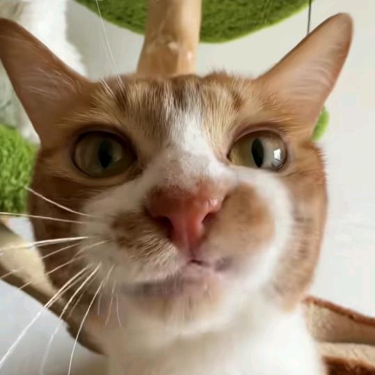 满山的猴子我腚最红