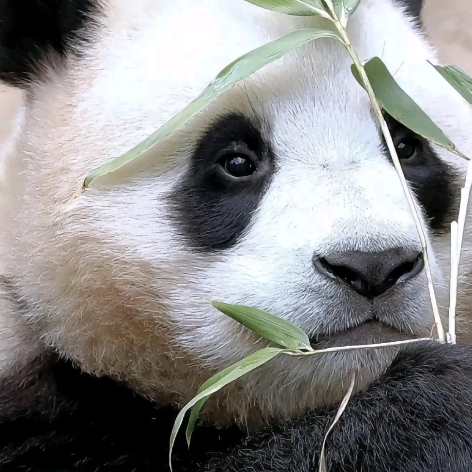 滴滴吖