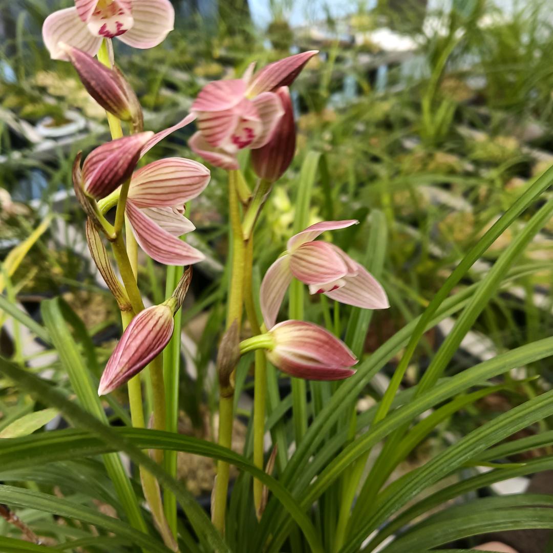 易数兰花产业有限公司