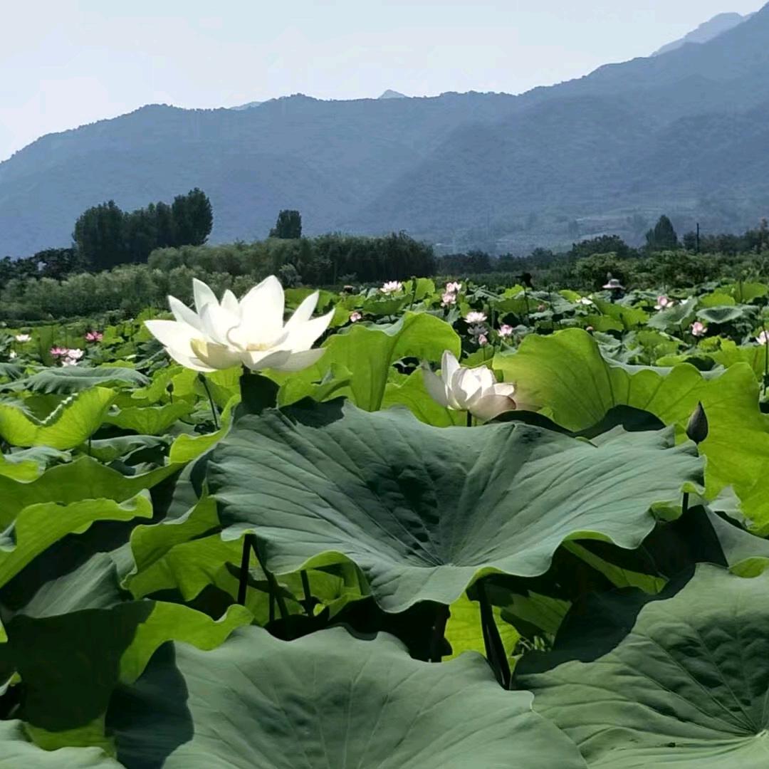 岁月静好，我在未央