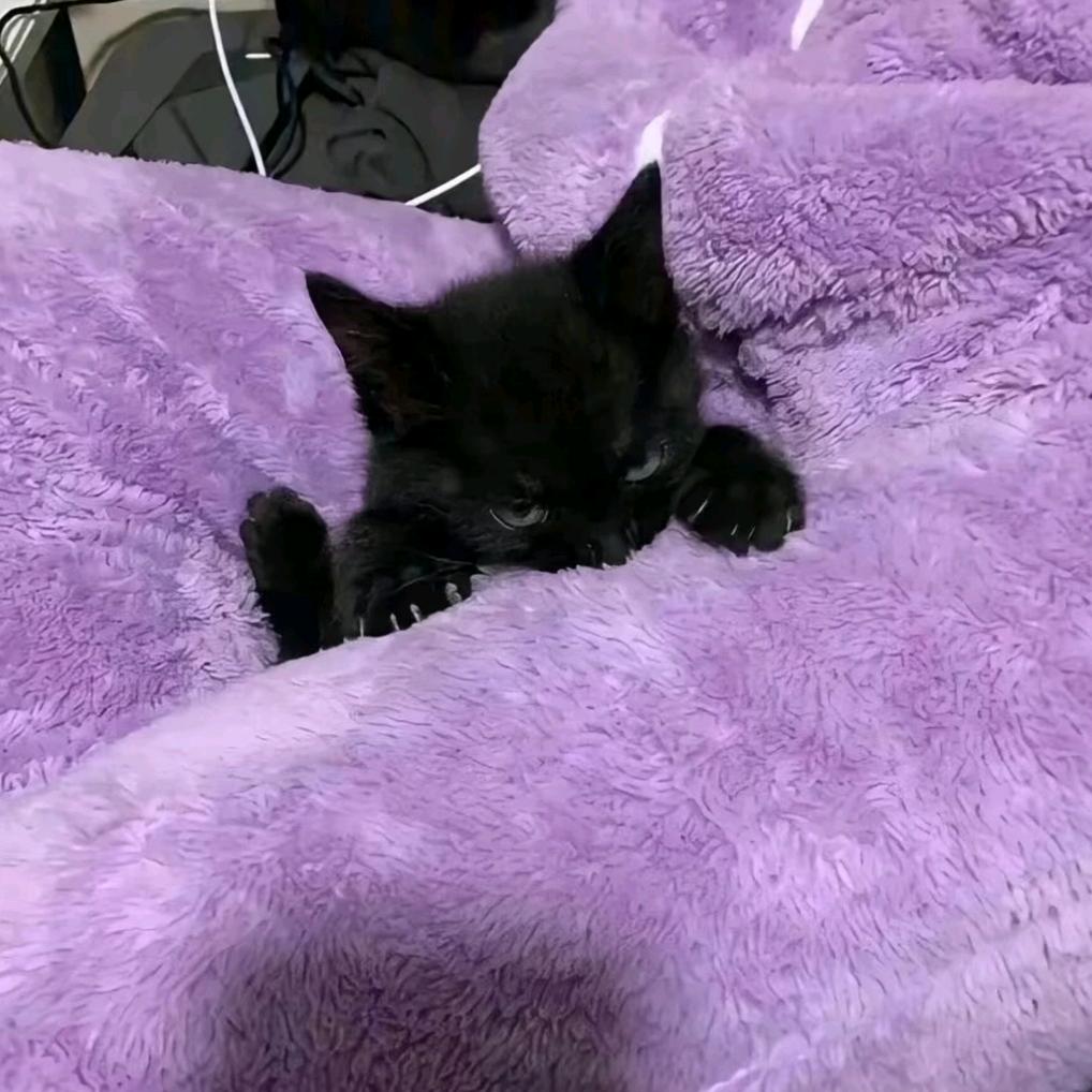猫九