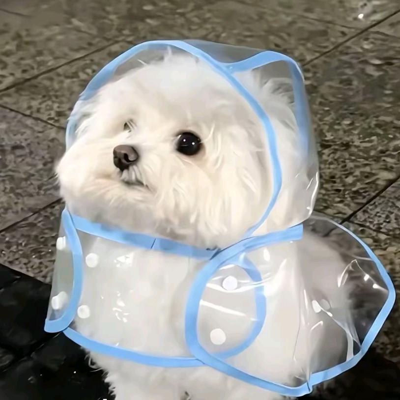 柚子鬼