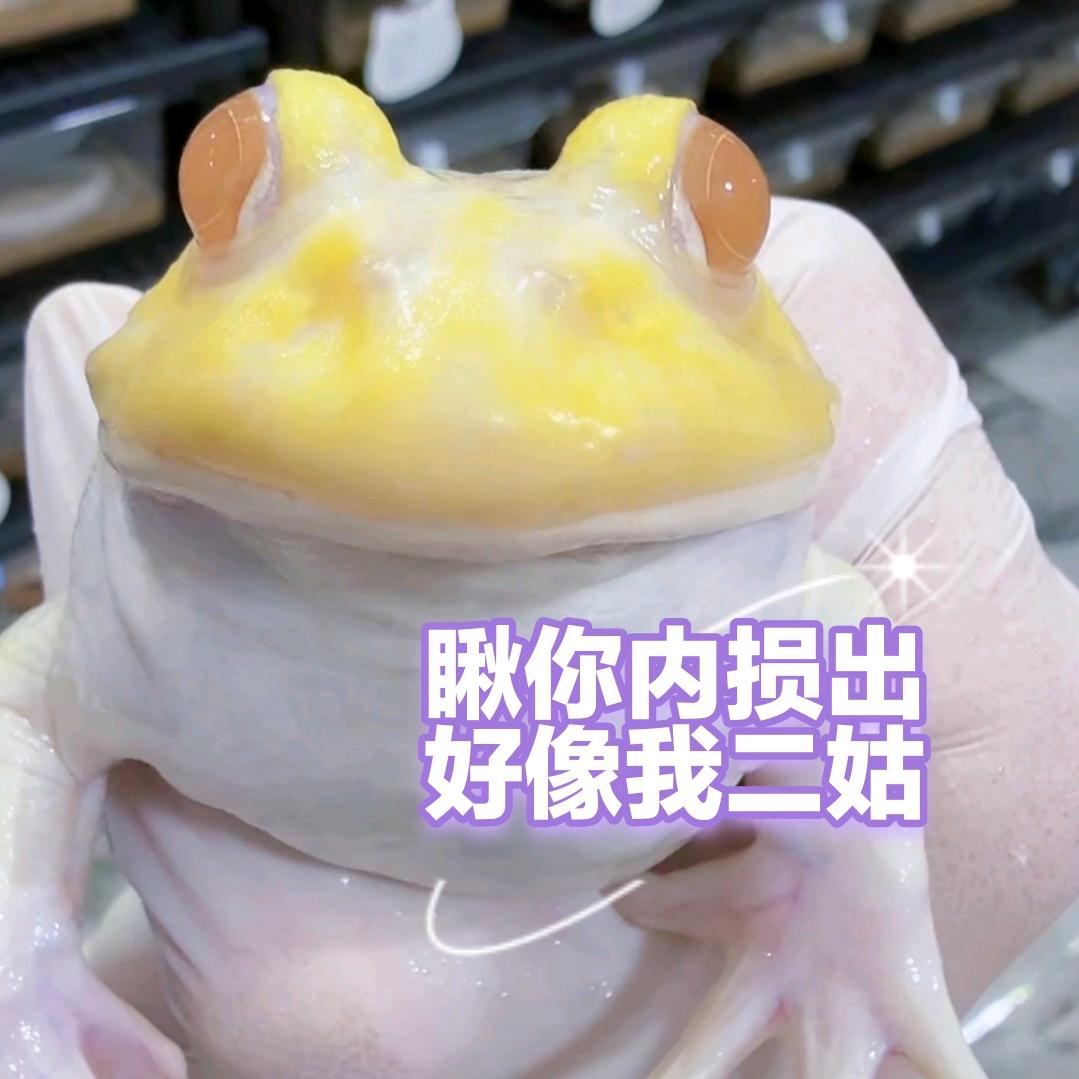 🐷你都不赶那好老娘们儿