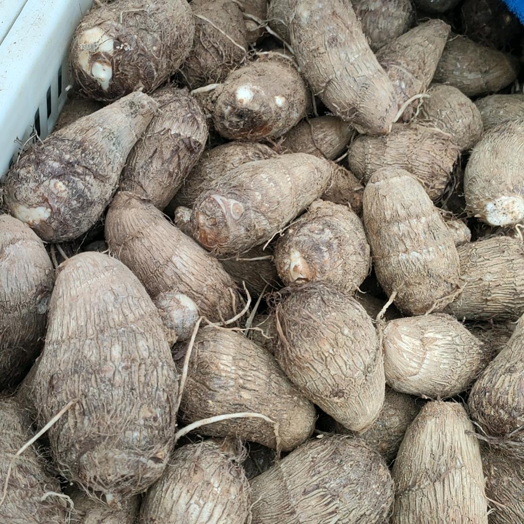 心妍已归鹿头像