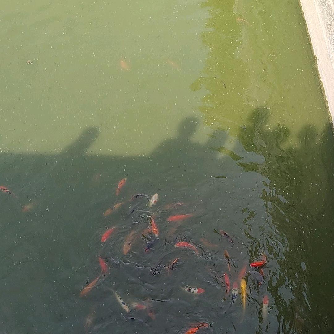 🍭锦鲤🎀koi