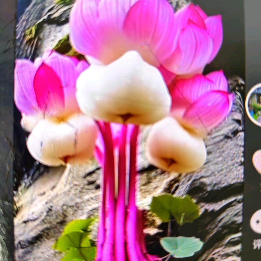 半夏时光----------------