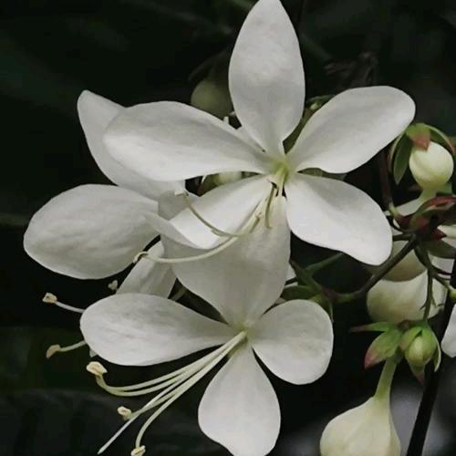 予你花茶