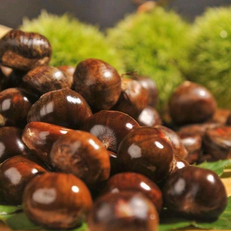 琳琳板栗