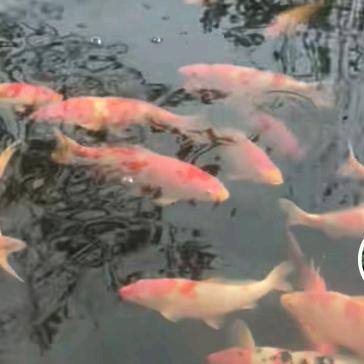 （锦鲤）朋来水产养殖