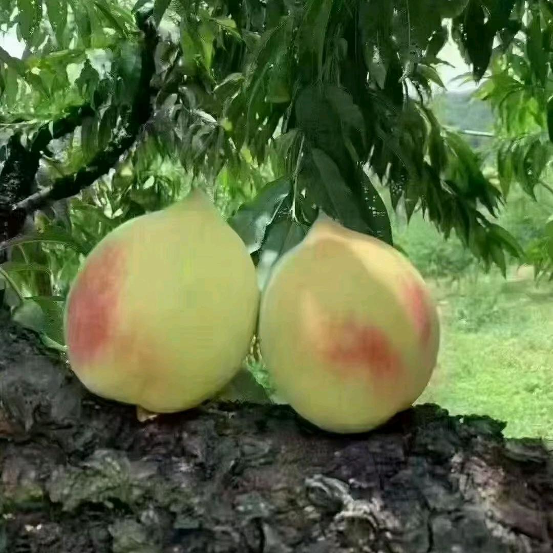 星星の泪光(孕晚期)