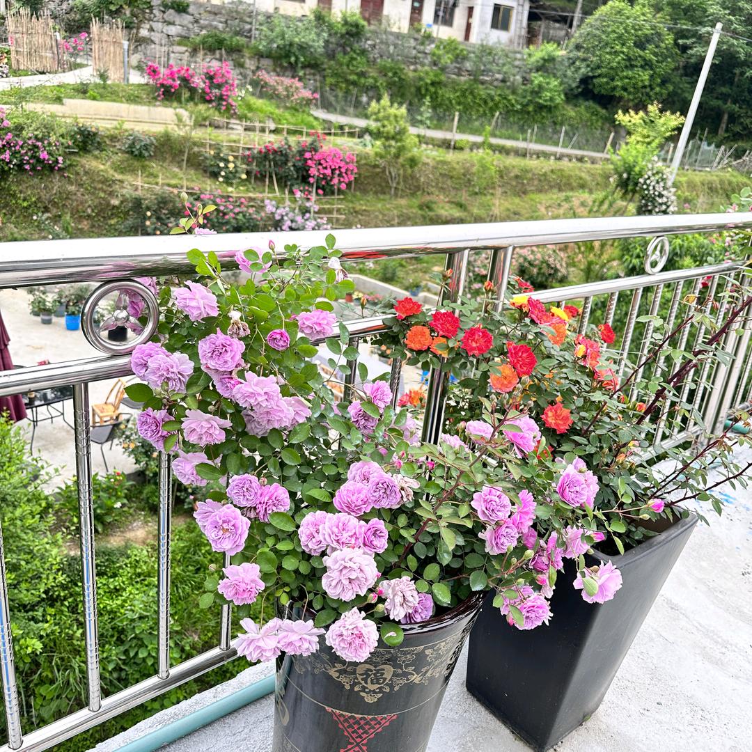龚佐华的花园