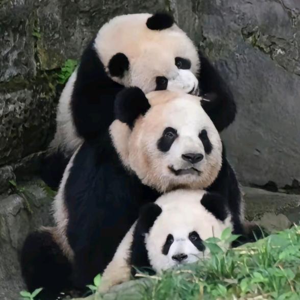动物大王国