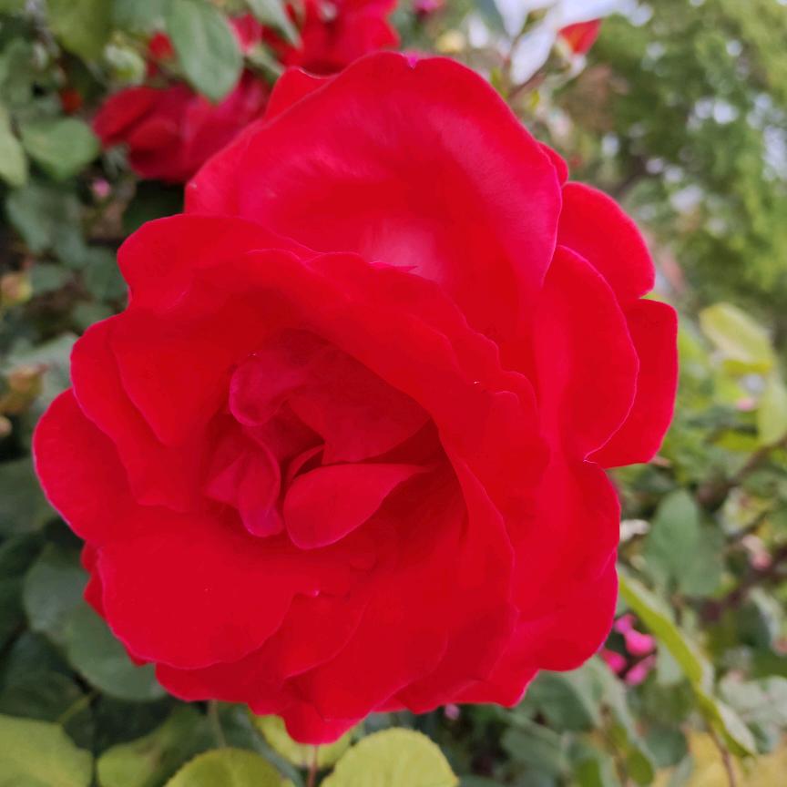 生如夏花