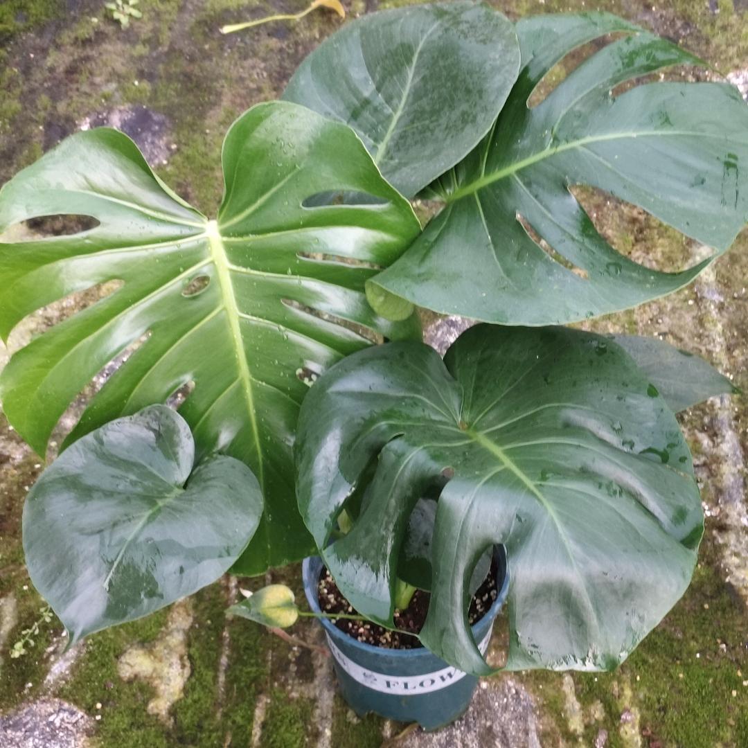 花卉种植基地