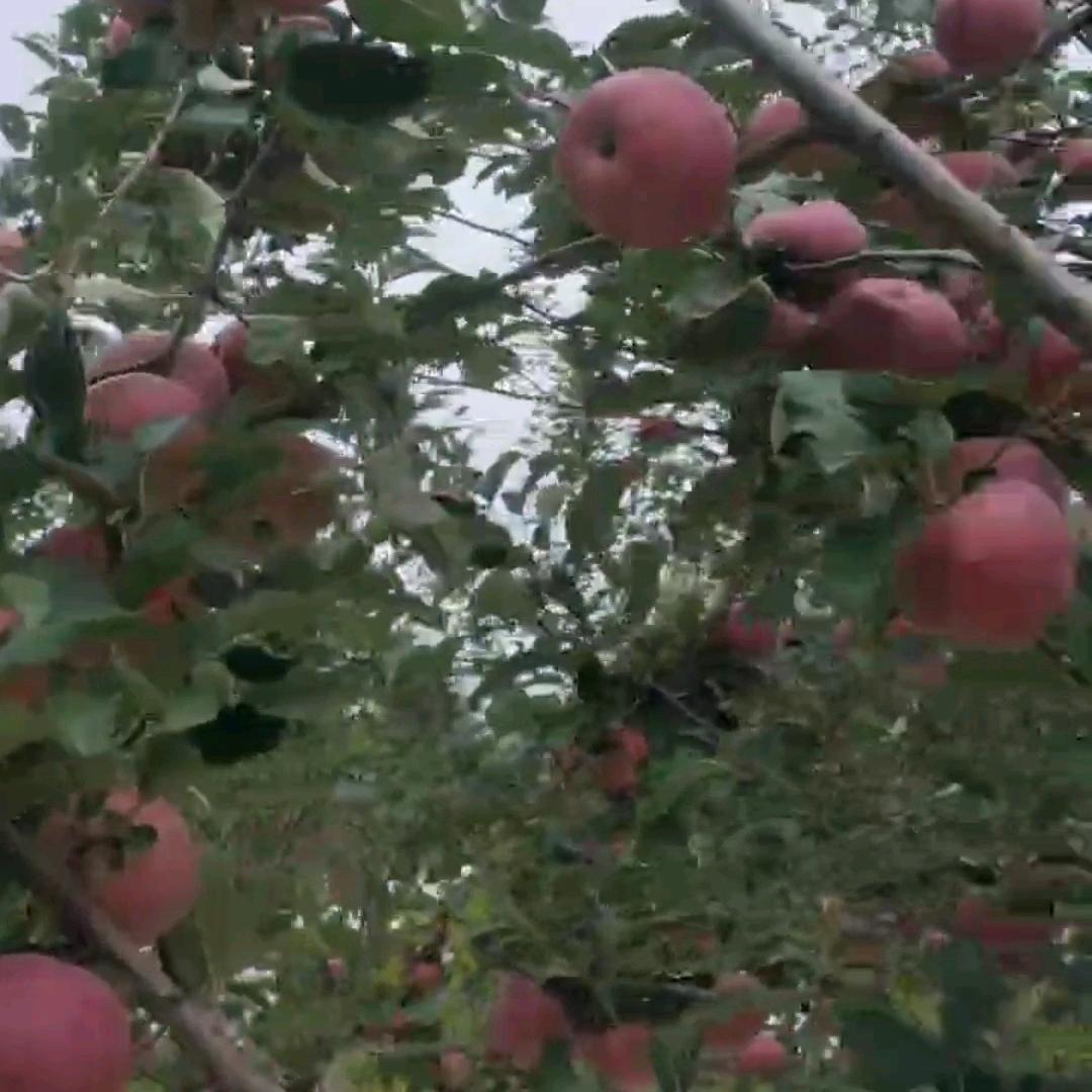 秋风的夜，冬季的雪