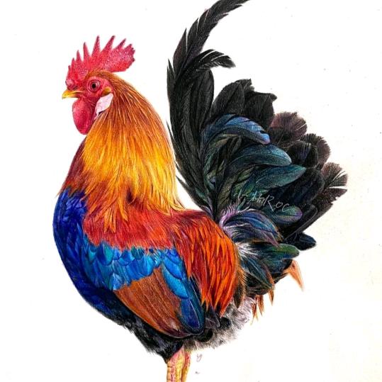 鸡鸭鹅大山养殖