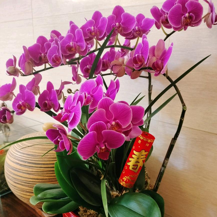 花🌸開富贵