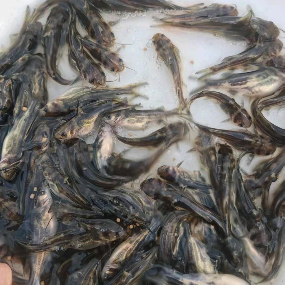 雄顺水产养殖