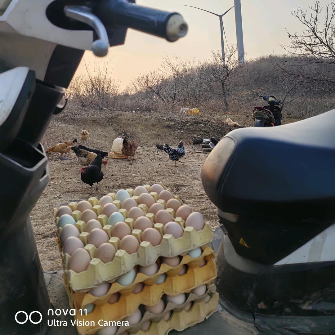 确山城南散养鸡🐔送货到小区