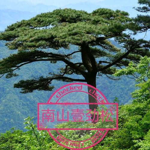 南山壹劲松