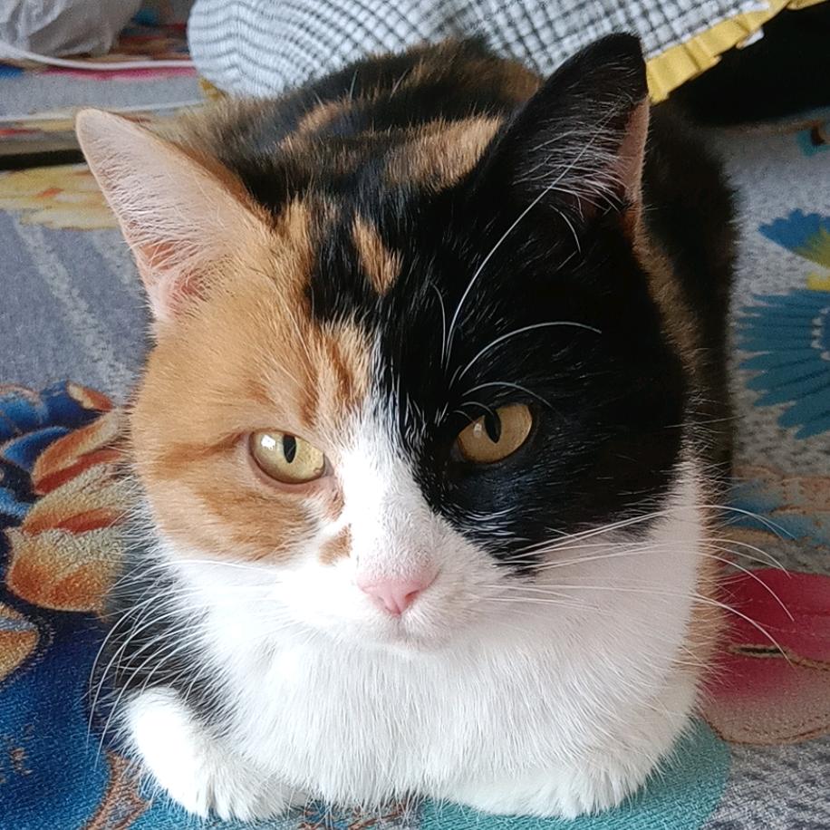 ღ᭄ꦿ꯭顺薪如亿ঞৣঁপ᭄᪲