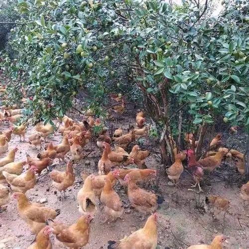 果园瓮鸡
