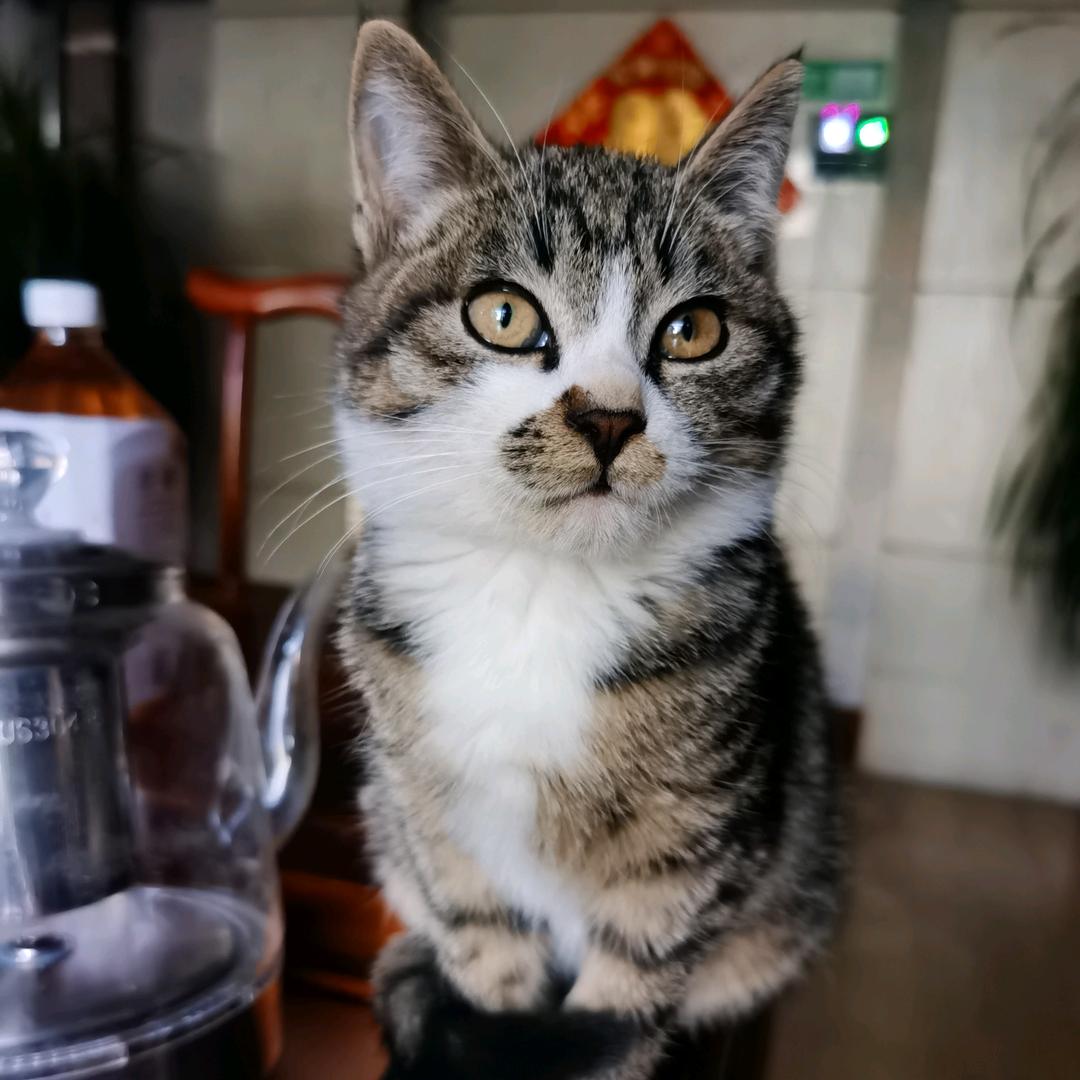 开尼桑的小姐姐