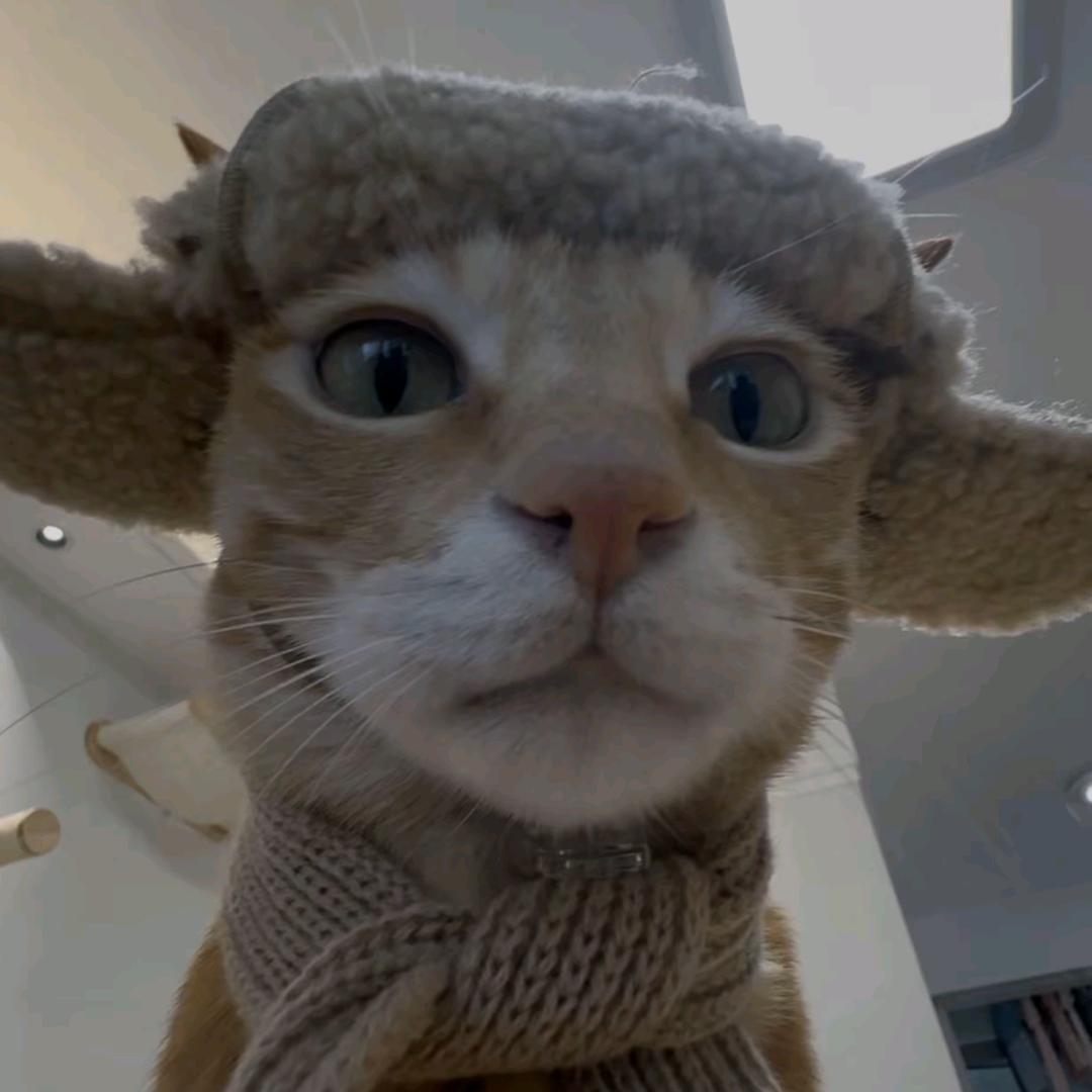 小猫也可以汪汪叫