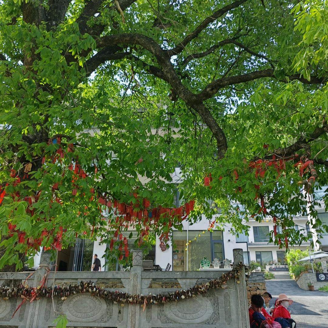 重渡沟千年菩提树下春寓民宿